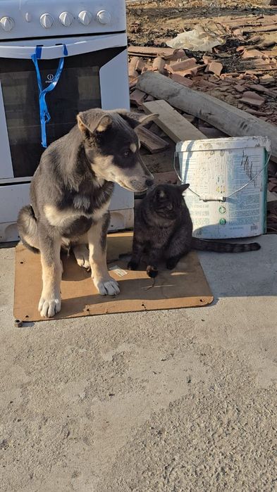 Отдам даром собака умный