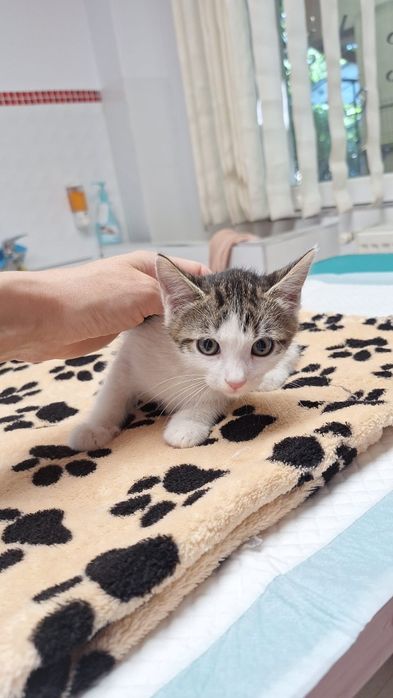 Adopție pui pisoi două luni