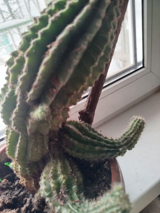 Алое вера (многолетник)