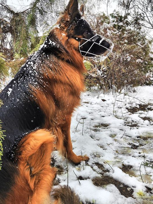 Ищем Невестку. Длинношёрстный кобель Немецкой овчарки