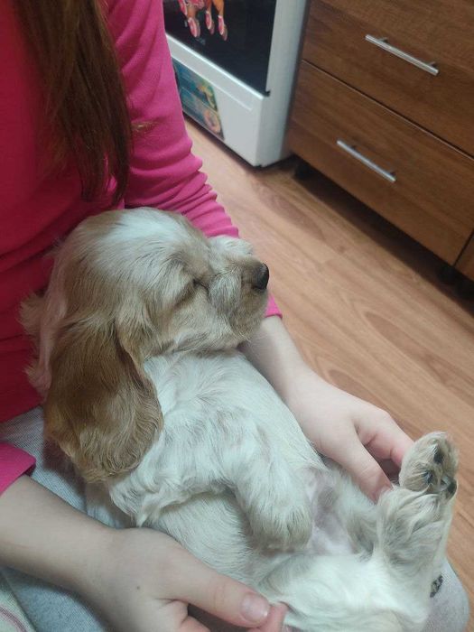 Продаются щенки спаниеля