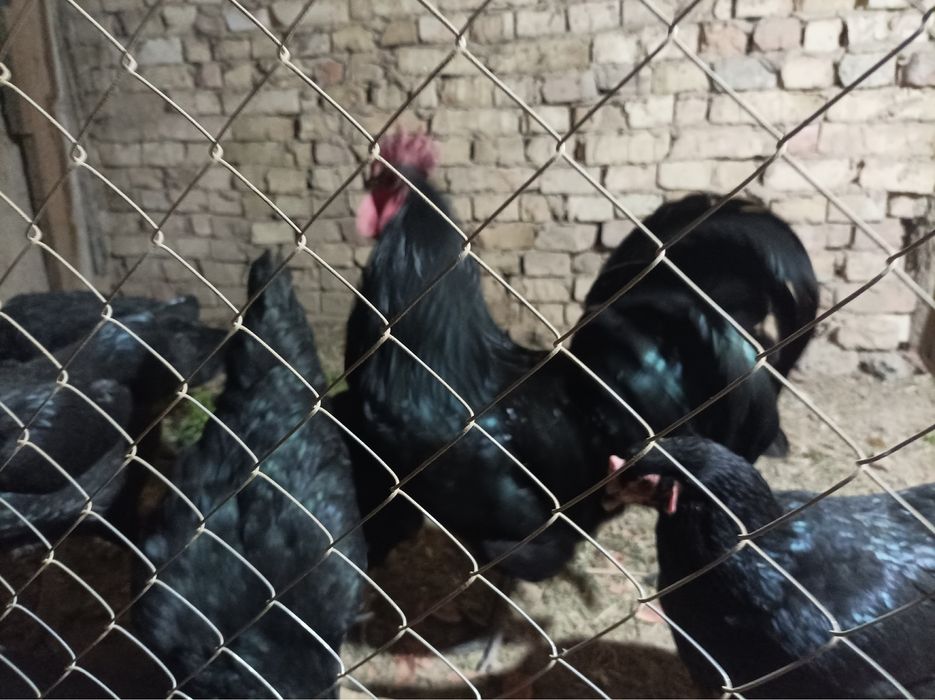 Австролоп хўроз  10 ойлик