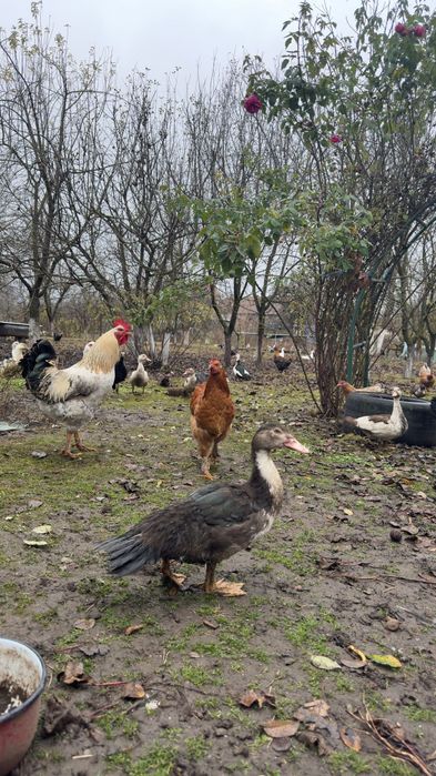 Vând rate .Crescute cu porumb și viermi