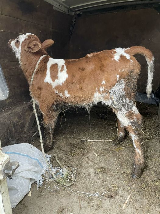 De vanzare vitică de 3  sapatmni