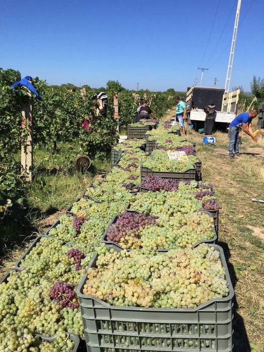 Vindem strguri pentru vin soiuri nobile Pentru un vin bun
