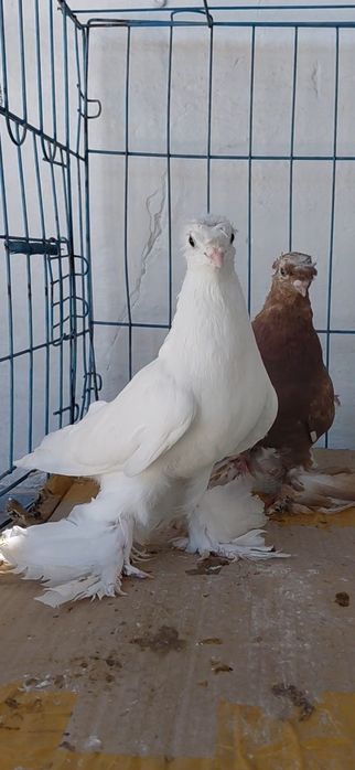 Голуби игровых кровей