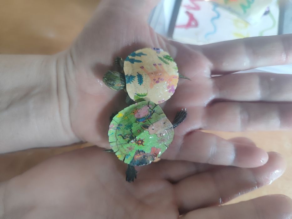 Маленькие черепашки