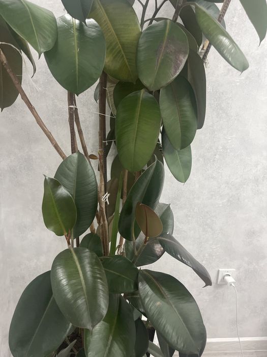 Фикус эластика, фикус каучуковый