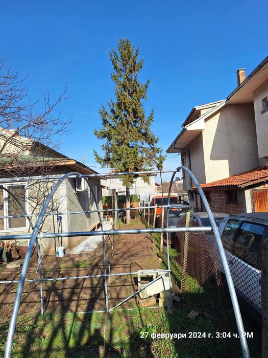 Премахване на опасни дървета Кастрене по алпинистки метод. Арборист.