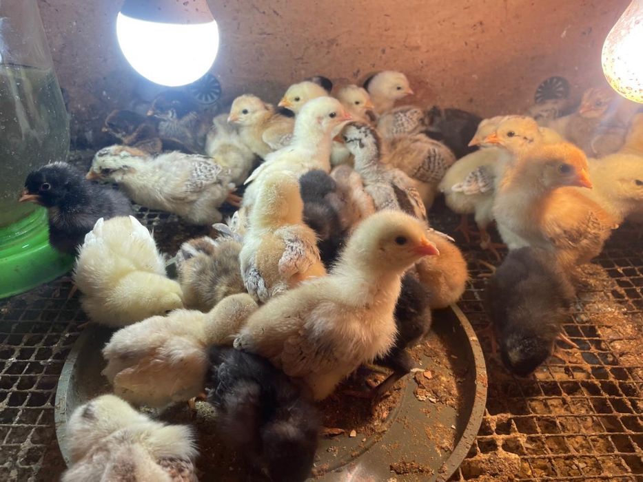 Продам цыплят от домашних кур