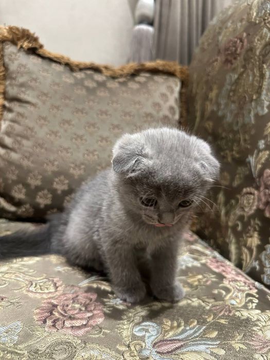Продаются скотиш фолд