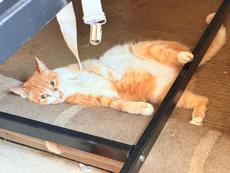Отдам кота в добрые руки