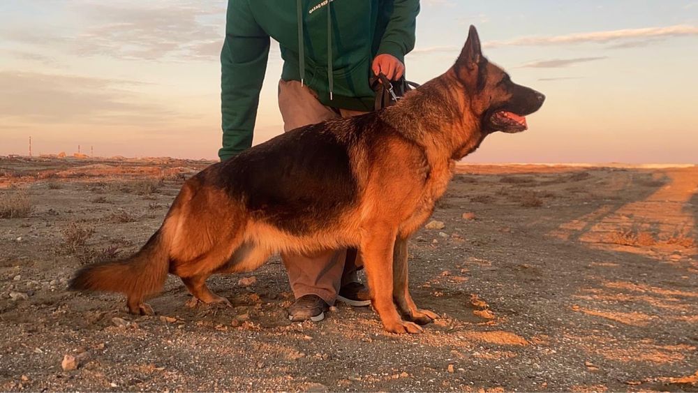 Немецкая овчарка продается