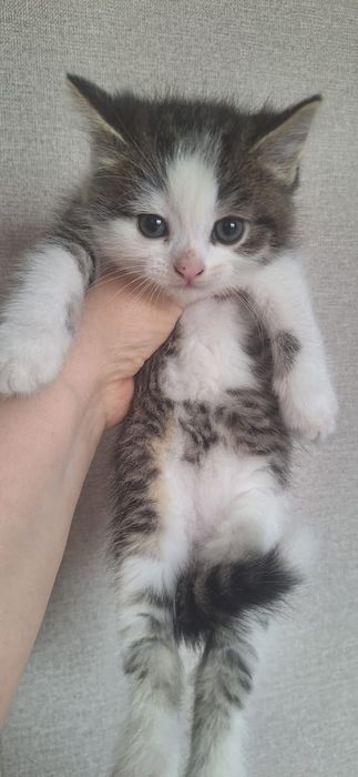 Отдам котят в добрые руки