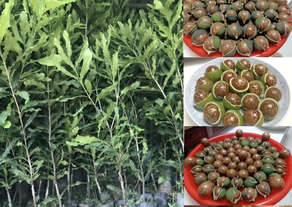 Саженцы ореха макадами