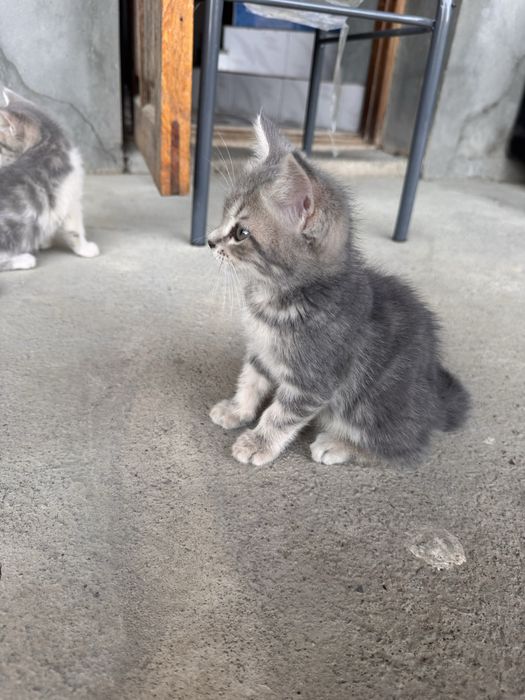 scottish fold -straight