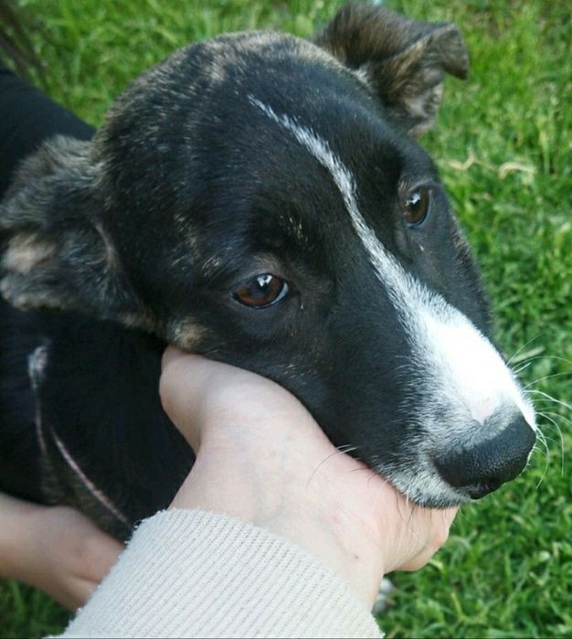 ПОДАРЯВАМ СПЕШНО ГОНЧЕТА ТЪРСЯТ ДОМ !!! – 5 малки бебета пазачи.