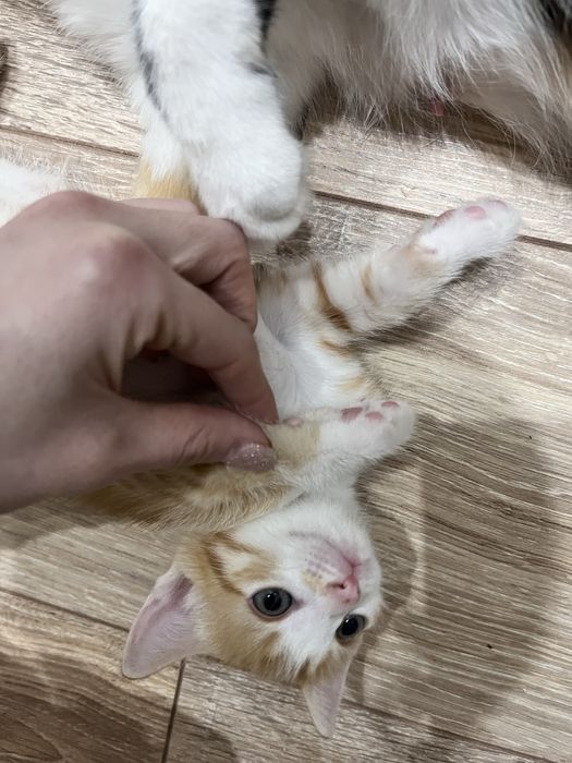 Отдаем котенка в добрые руки