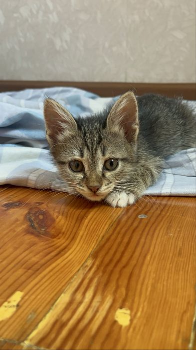 Срочно Котята отдам в добрые руки  шымкент