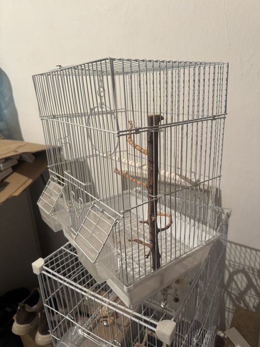 Попугаидын ұясы бар