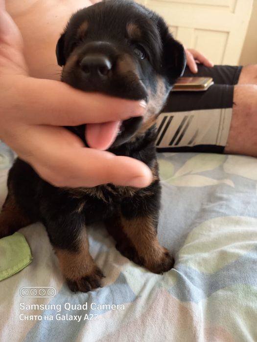 Продается ротвейлер