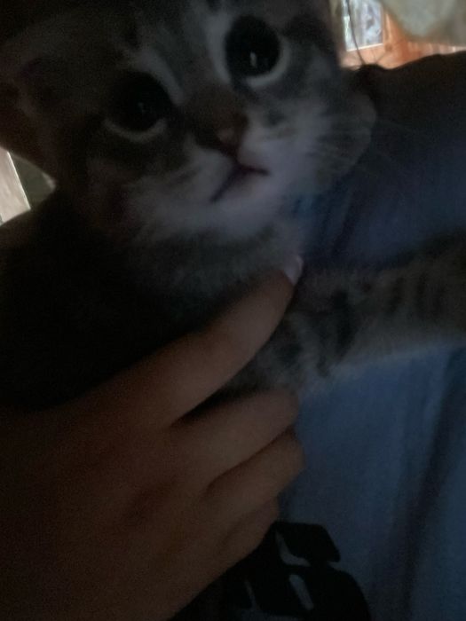 котёнок пародистый веслоухий 4 месяца