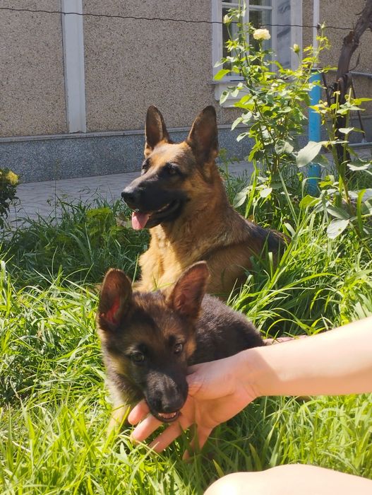 Вязка немецкой овчарки,Кабель