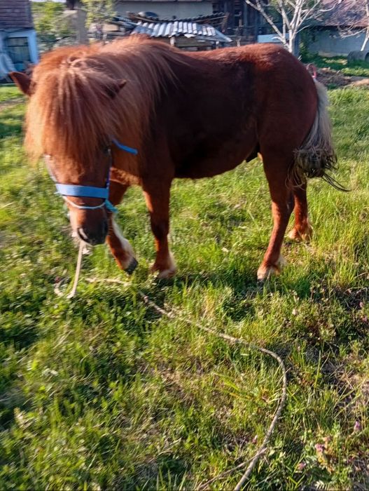 Armasar de monta ponei