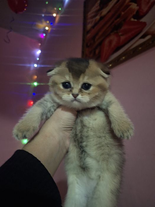 Zalatistiy shinshilla fold Mushukcha sotiladi!