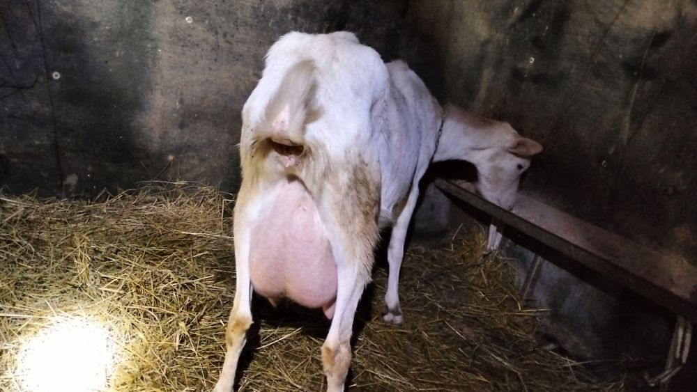 Lapte  de  capră