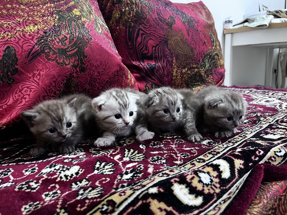 Шотландские котята вислоухие