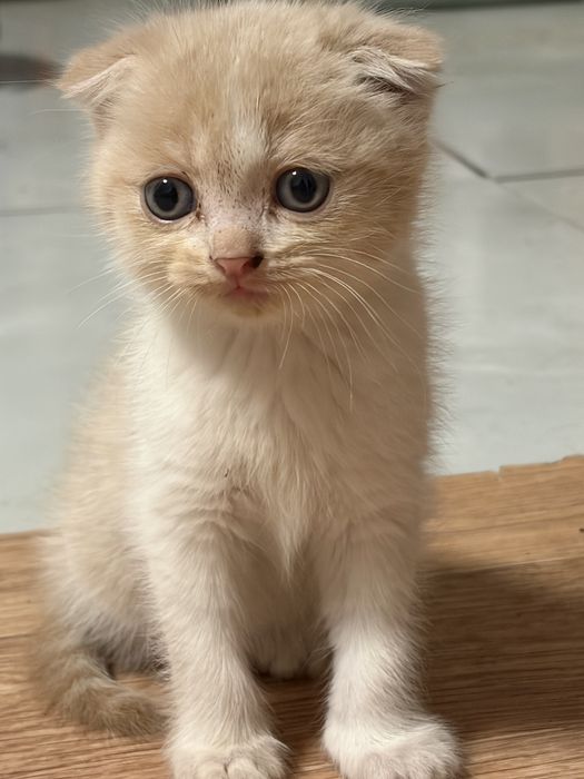 Котята в хорошие руки