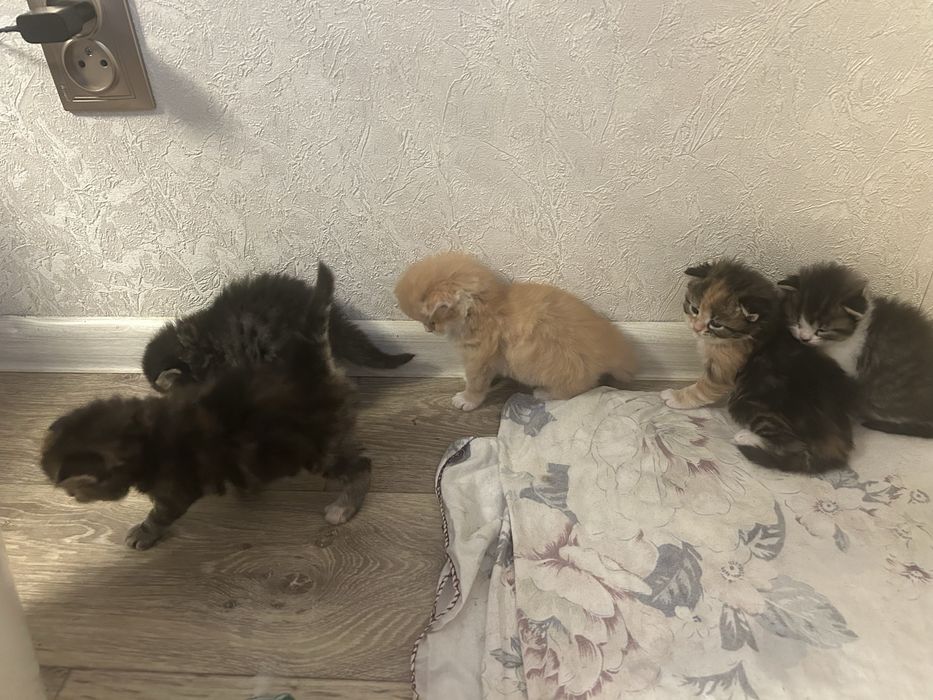 Бронь котят в добрые руки