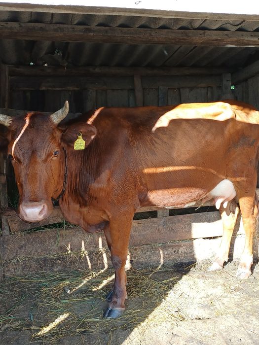 Продам,корова,бык,телка