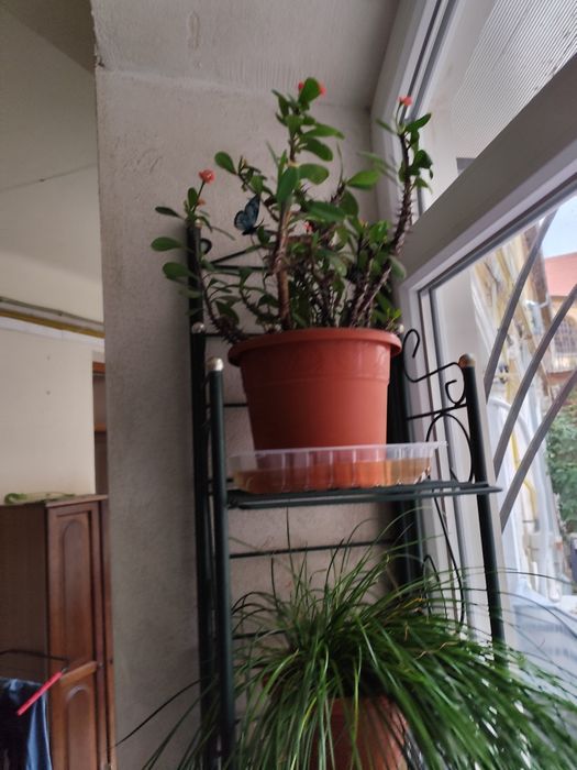 Vând floare  de apartament.