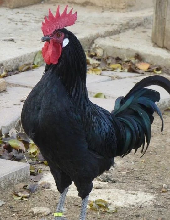 Продам чёрного петуха.