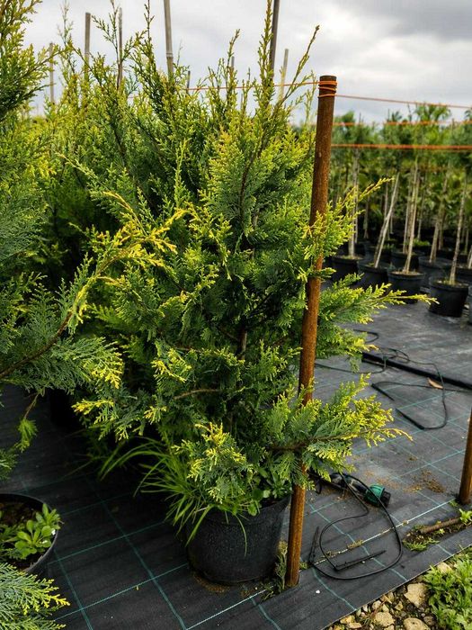 Gard Viu Leylandii - Creștere Ultra Rapidă - Producător ROMAN PLANTE ORNAMENTALE Timiș (Tormac)