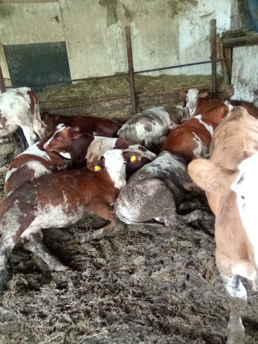 Vând vitei între 150 și 300kg