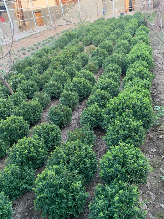 Шамшод декорация учун