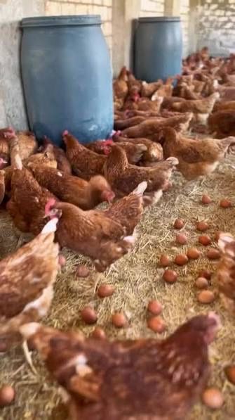 Vindem gaini de oua in toata tara