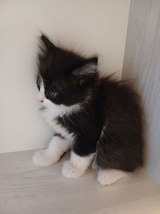 Отдаем котят бесплатно!