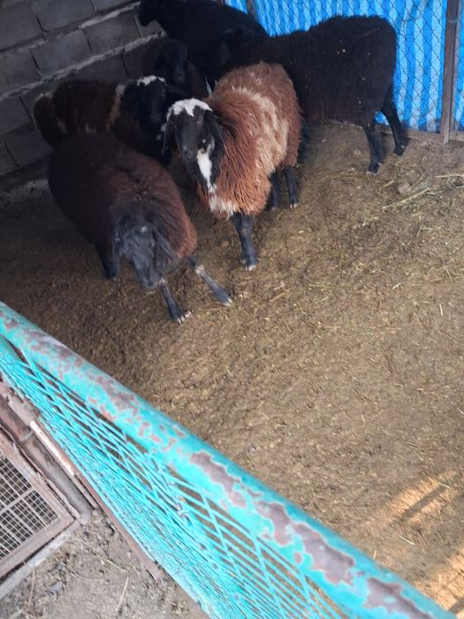 Продам баранов семыз