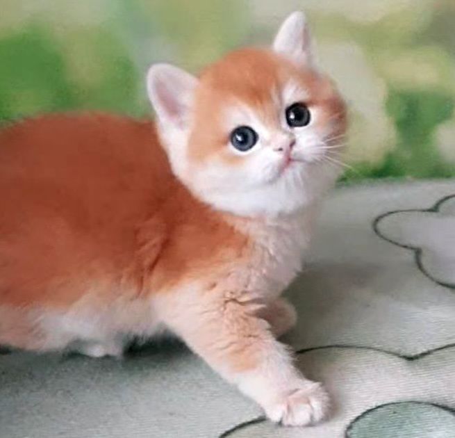 Шикарные золотые шиншиллы.