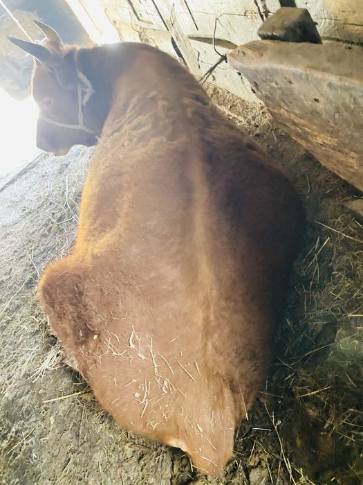 Откорм бычки, откорм бұқалар