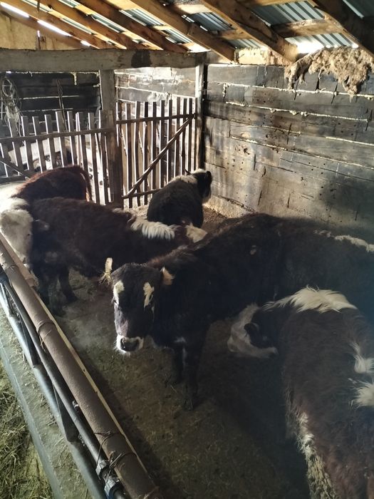 Бычки акбас ангус