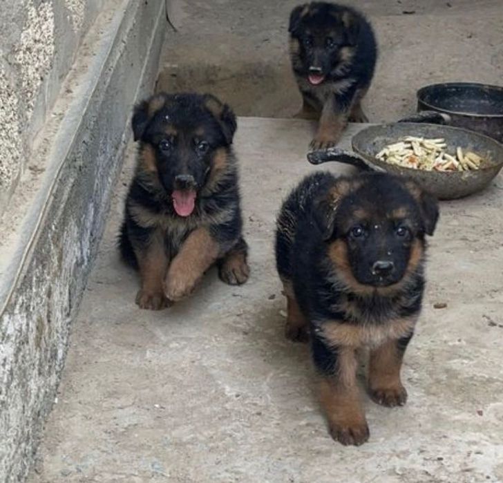 Продается немецкая овчарка