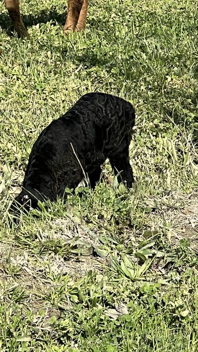 Sotildi……………………….