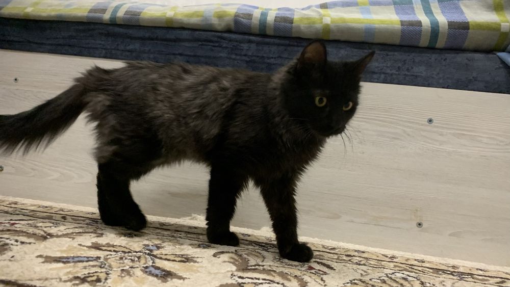 котенок 4-5 месяцев