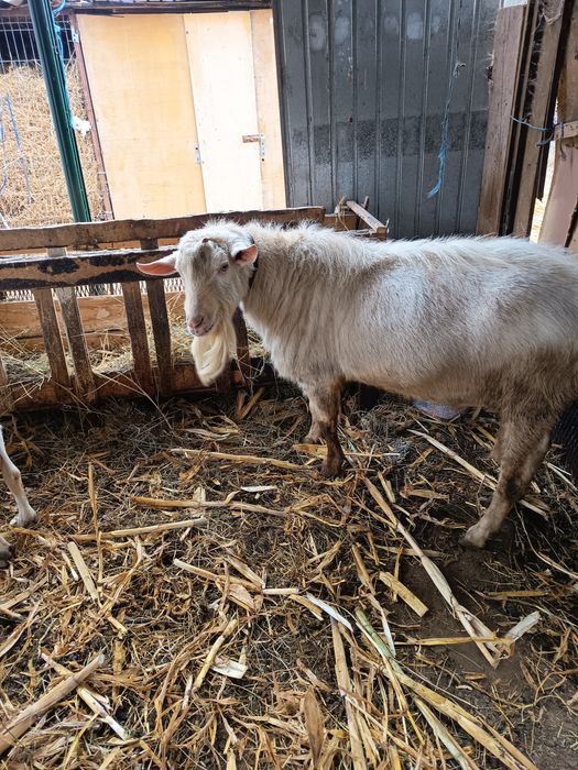 Vând țap sanen un an și jumătate