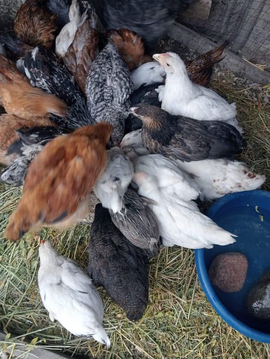 Продаю домашние цыплята